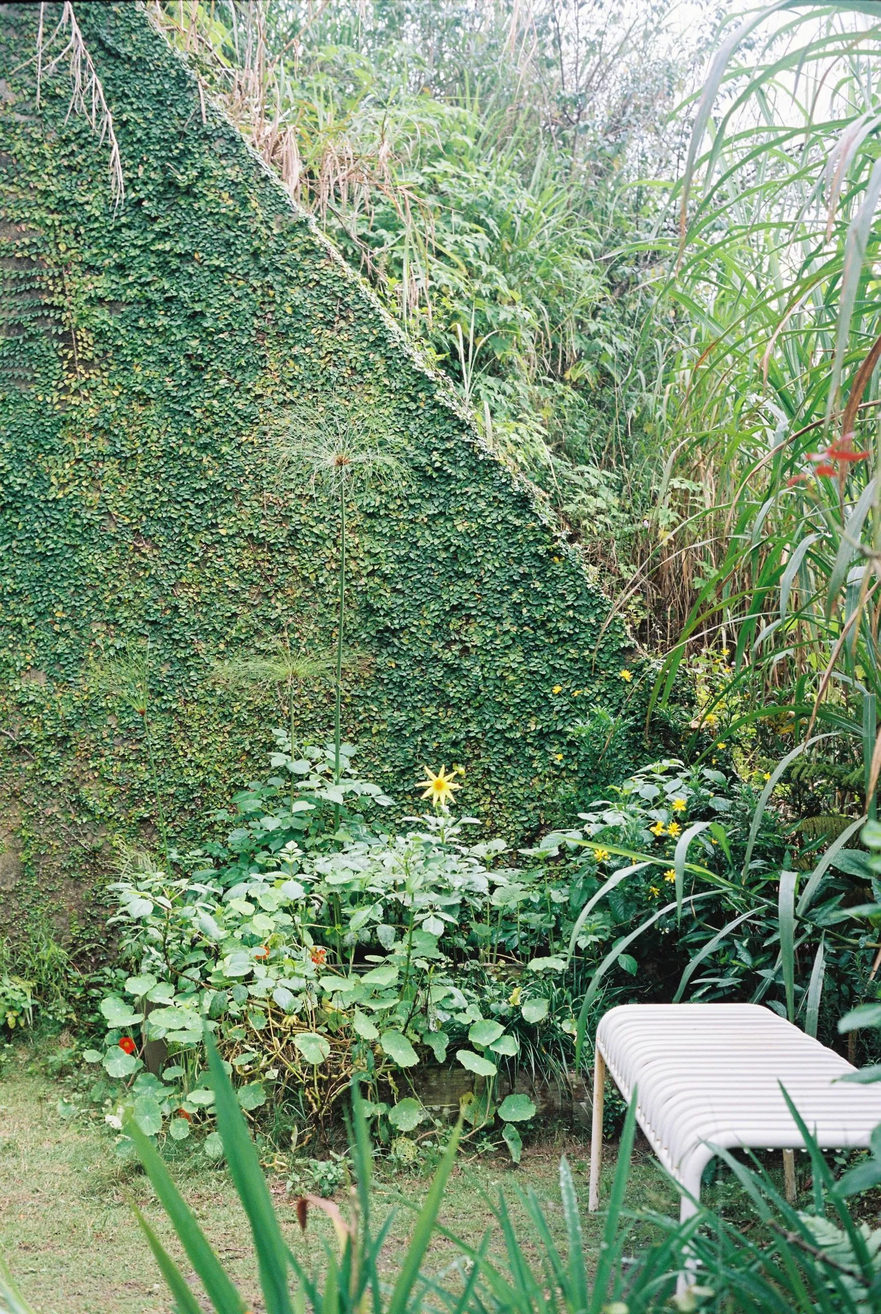 Jardín de lluvia en el espacio urbano